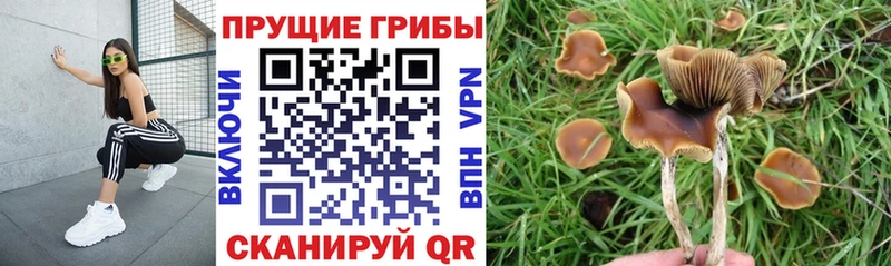 хочу   Сарапул  МЕГА ТОР  Галлюциногенные грибы мицелий 